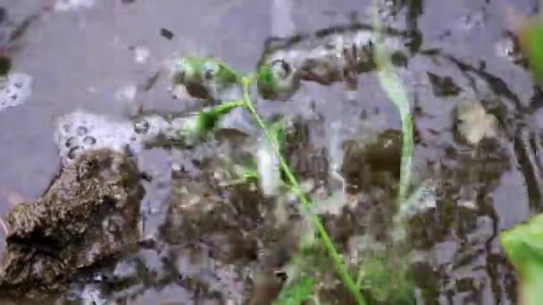 Une goutte d'eau de pluie tombe sur la parcelle de jardin 
