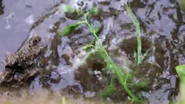 Une goutte d'eau de pluie tombe sur la parcelle de jardin 