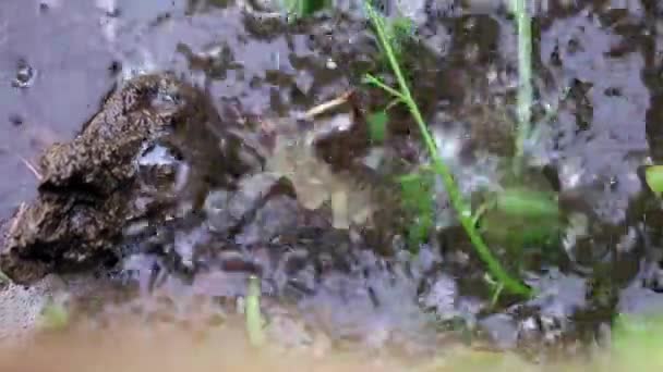 Une goutte d'eau de pluie tombe sur la parcelle de jardin 