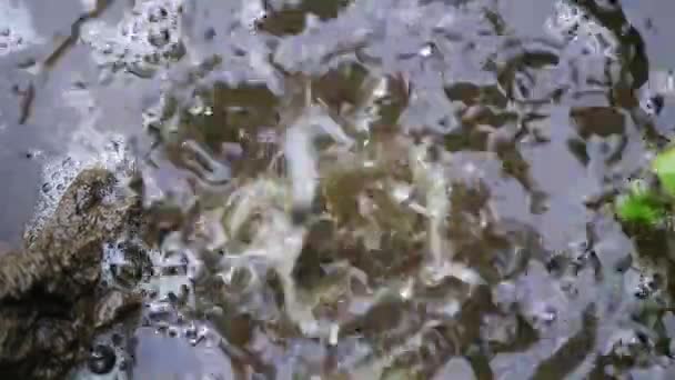 Una Gota Agua Lluvia Cae Parcela Del Jardín — Vídeos de Stock
