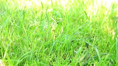 parlak yeşil çim gün güneş tarafından aydınlatılmış olduğunu