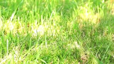 parlak yeşil çim gün güneş tarafından aydınlatılmış olduğunu