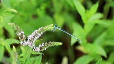 nane Bahçe çim ve mavi yusufçuk güzel yaz çiçek