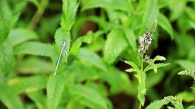 nane Bahçe çim ve mavi yusufçuk güzel yaz çiçek