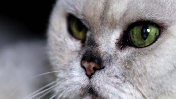 Внимательный Взгляд Чистокровной Серой Кошки — стоковое видео