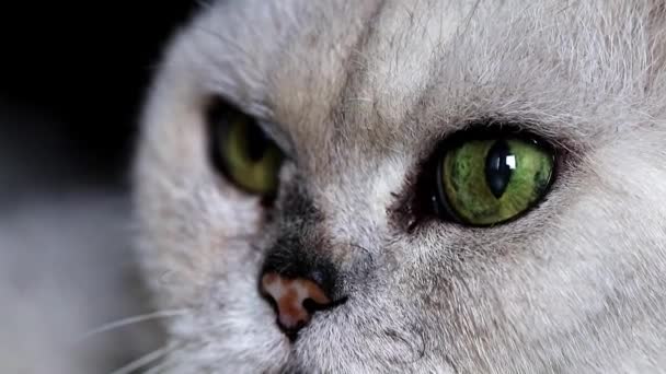 Regard Attentif Pur Sang Chat Gris — Video