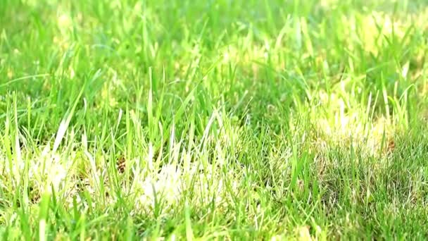 Herbe Vert Vif Est Éclairée Par Soleil Jour — Video