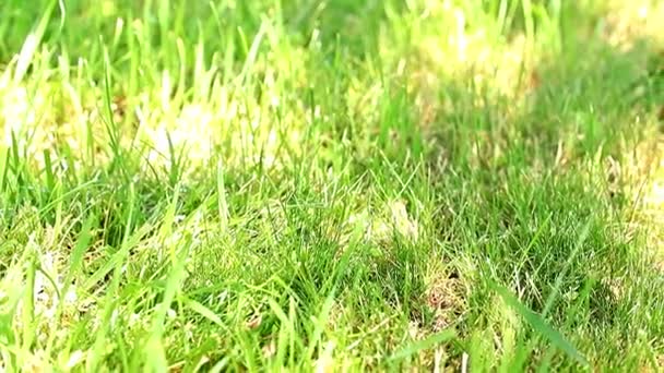 Helder Groen Gras Wordt Verlicht Door Zon Van Dag — Stockvideo