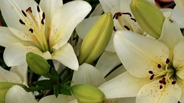 Sierlijke Mooie Zomer Lily Bloem Een Tuin Gazon — Stockvideo