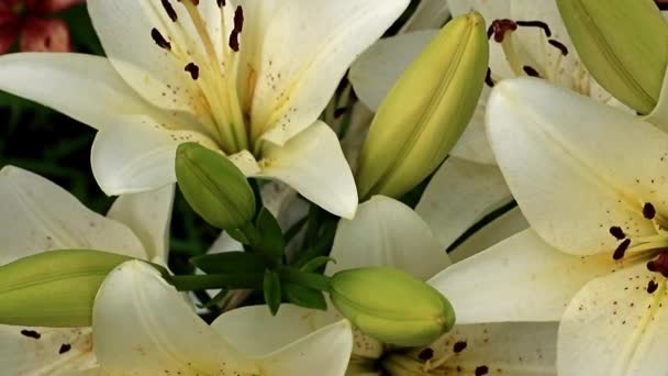 Gracieuse Belle Fleur Lis Été Sur Une Pelouse Jardin — Video