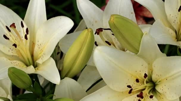 Graceful Lovely Summer Lily Flower Garden Lawn — Stock Video