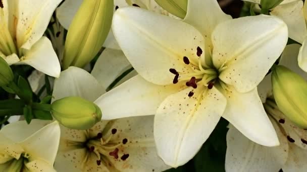 Витончена Прекрасна Літня Квітка Лілії Садовому Газоні — стокове відео