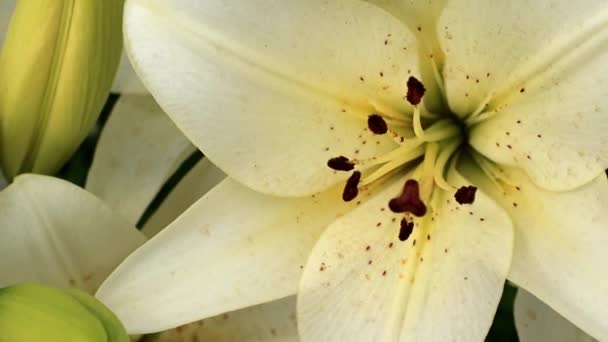 Χαριτωμένη Υπέροχο Καλοκαιρινό Κρίνος Λουλούδι Στον Κήπο Γκαζόν — Αρχείο Βίντεο