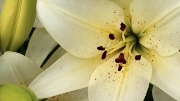 Sierlijke Mooie Zomer Lily Bloem Een Tuin Gazon — Stockvideo