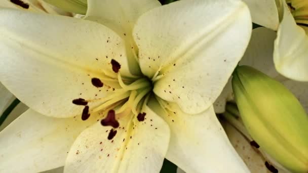 Sierlijke Mooie Zomer Lily Bloem Een Tuin Gazon — Stockvideo