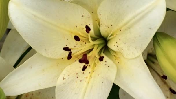 Витончена Прекрасна Літня Квітка Лілії Садовому Газоні — стокове відео