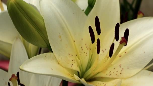 Sierlijke Mooie Zomer Lily Bloem Een Tuin Gazon — Stockvideo