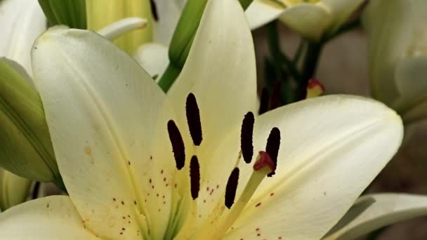 Hermosa Flor Lirio Verano Elegante Césped Jardín — Vídeos de Stock