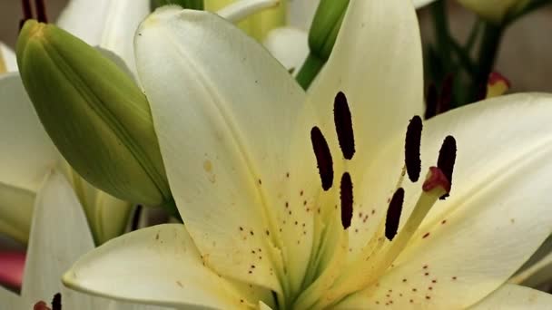 Hermosa Flor Lirio Verano Elegante Césped Jardín — Vídeo de stock