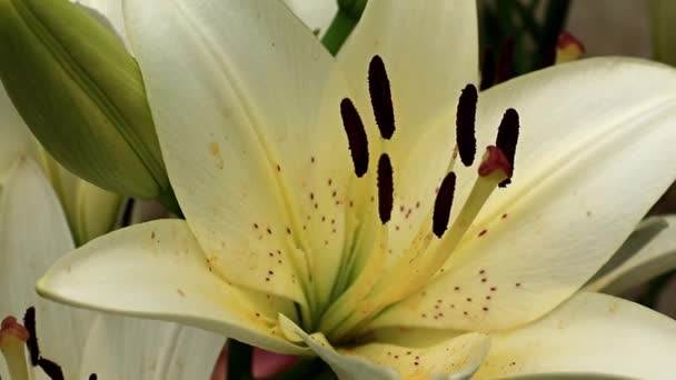 Hermosa Flor Lirio Verano Elegante Césped Jardín — Vídeo de stock