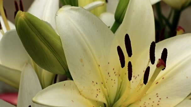 Hermosa Flor Lirio Verano Elegante Césped Jardín — Vídeo de stock