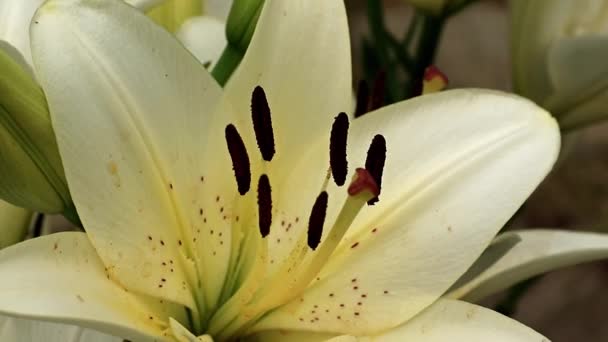 Hermosa Flor Lirio Verano Elegante Césped Jardín — Vídeo de stock