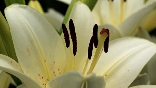 Elegantní Krásné Letní Lily Květina Zahradní Sekačky — Stock video