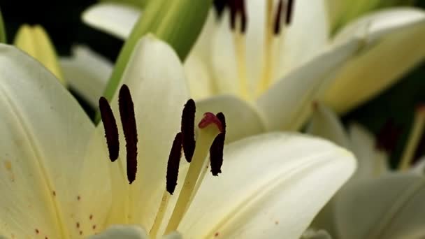 Χαριτωμένη Υπέροχο Καλοκαιρινό Κρίνος Λουλούδι Στον Κήπο Γκαζόν — Αρχείο Βίντεο