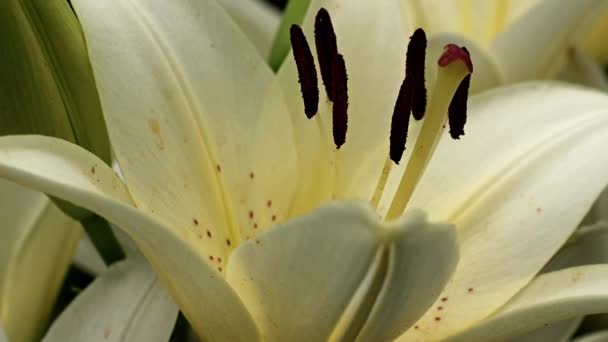 美丽可爱的夏日百合花在花园草坪上 — 图库视频影像