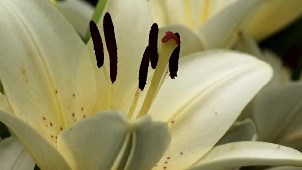 Hermosa Flor Lirio Verano Elegante Césped Jardín — Vídeos de Stock