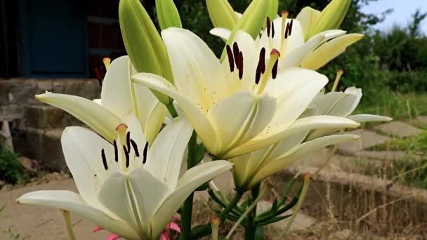 Sierlijke Mooie Zomer Lily Bloem Een Tuin Gazon — Stockvideo