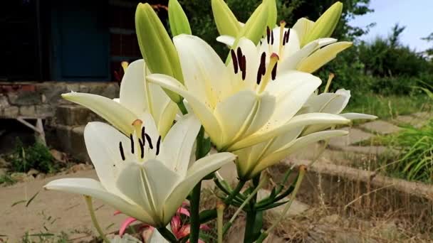 Hermosa Flor Lirio Verano Elegante Césped Jardín — Vídeos de Stock