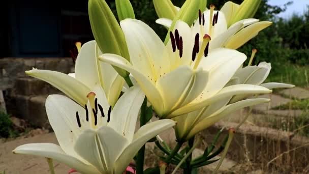 Zarif Güzel Yaz Lily Çiçek Bahçe Çim Üzerinde — Stok video