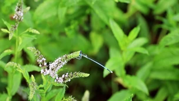 美丽的夏天花薄荷在花园草坪和蓝色蜻蜓 — 图库视频影像