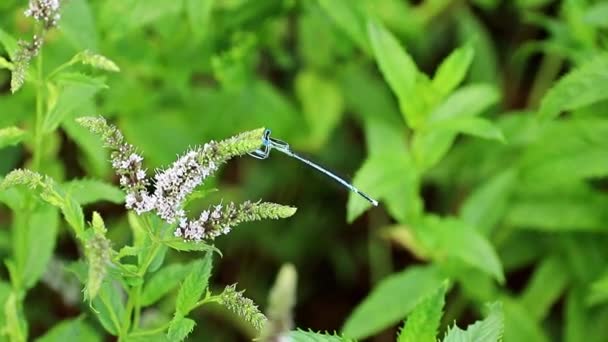 Nane Bahçe Çim Mavi Yusufçuk Güzel Yaz Çiçek — Stok video