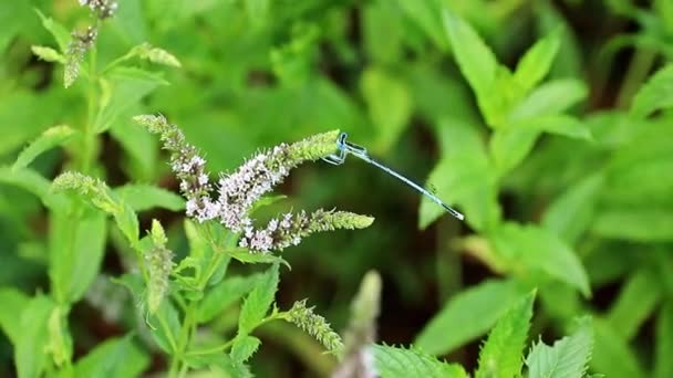 Belas Flores Verão Hortelã Pimenta Gramado Jardim Libélula Azul — Vídeo de Stock