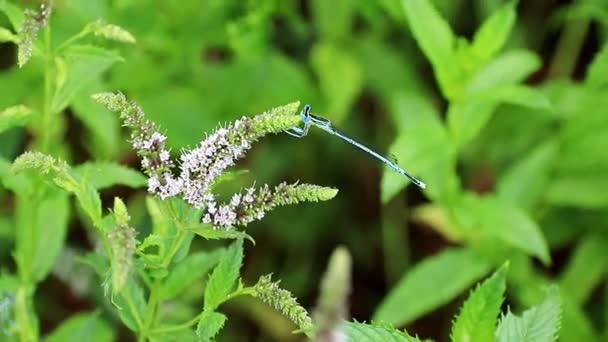 Beautiful Summer Flowers Peppermint Garden Lawn Blue Dragonfly — Stock Video