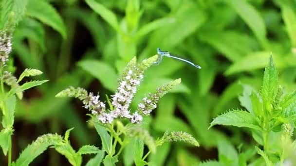 Hermosas Flores Verano Menta Césped Del Jardín Libélula Azul — Vídeo de stock