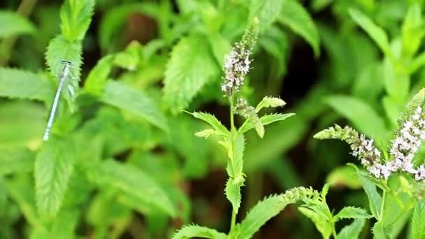 Beautiful Summer Flowers Peppermint Garden Lawn Blue Dragonfly — Stock Video