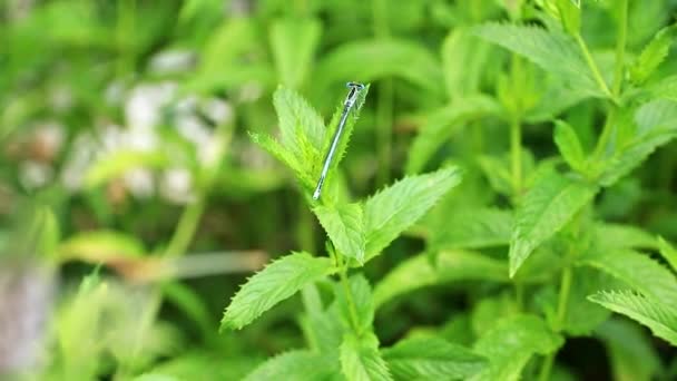 Mooie Zomerbloemen Van Pepermunt Tuin Gazon Blauwe Libel — Stockvideo