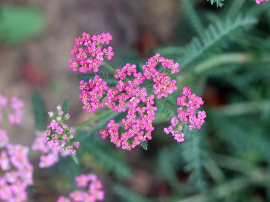 küçük alan yaz güneş çiçek doğanın bir parçası olarak