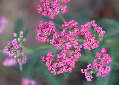 küçük alan yaz güneş çiçek doğanın bir parçası olarak