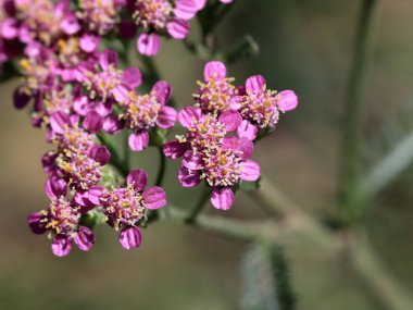 küçük alan yaz güneş çiçek doğanın bir parçası olarak