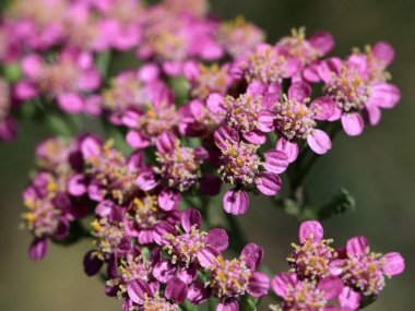 küçük alan yaz güneş çiçek doğanın bir parçası olarak