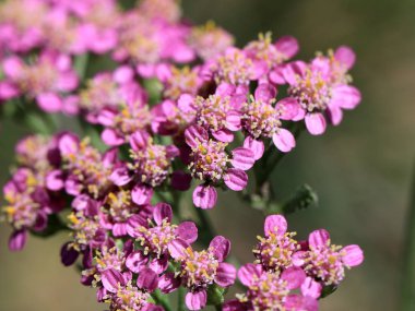 küçük alan yaz güneş çiçek doğanın bir parçası olarak