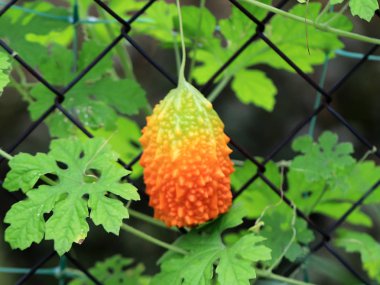 momordica ve metal çit çit tropikal meyve parlak turuncu olgunlaşmış meyve