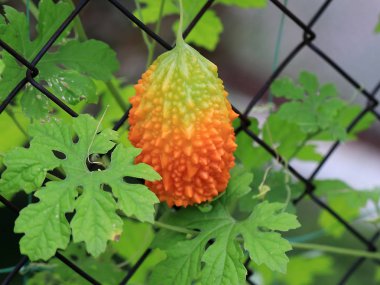 momordica ve metal çit çit tropikal meyve parlak turuncu olgunlaşmış meyve