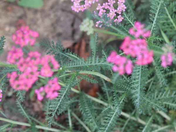 Pequeno Campo Flores Sol Verão Como Parte Natureza — Fotografia de Stock