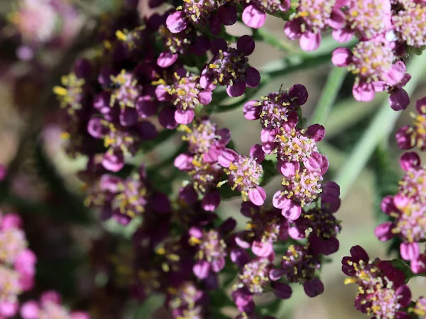 Pequeno Campo Flores Sol Verão Como Parte Natureza — Fotografia de Stock