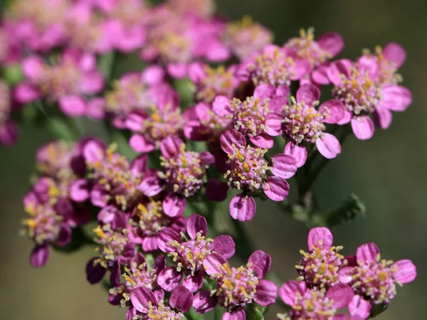 Pequeno Campo Flores Sol Verão Como Parte Natureza — Fotografia de Stock